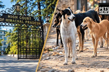Himachal Vaccinated 26,564 Stray Dogs and Sterilised 3,709. The High Court Explained Why That Is Backwards.