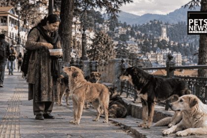 Shimla Will Fine You for Feeding a Street Dog. First, It Has to Tell You Where You Can.