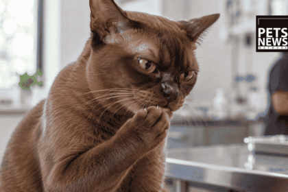 When a Cat Attacks Its Own Tongue: What Every Owner Should Know About Feline Orofacial Pain Syndrome