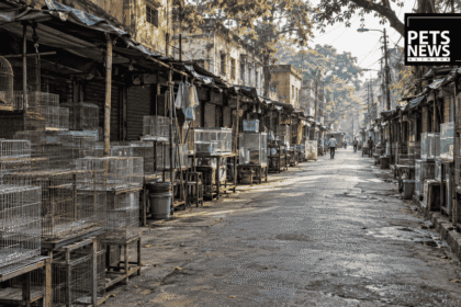 Kolkata's Biggest Pet Market Emptied Out. Not Because of a Ban — Because Nobody Knows Which Licence They Need.