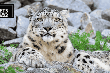 India Photographed 241 Snow Leopards. It Has an Estimated 718. Both Numbers Are Correct.