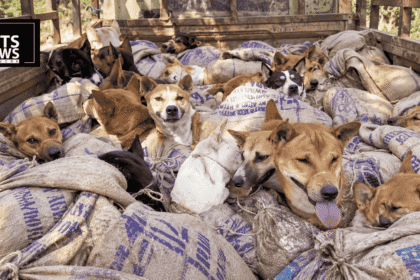 Mouths Tied, Packed Into Sacks: 26 Dogs Came Out Alive. No Arrest Has Been Reported.