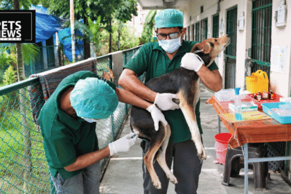 Lucknow Has Sterilised 100,000 Street Dogs. Now It Is Putting Up Billboards to Find the Rest.