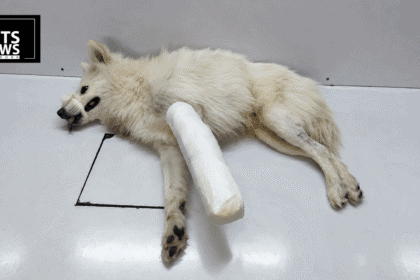 A Pune Neighbourhood Knew the Dog Was Being Beaten. It Took a Fall From the Fourth Floor to Make Anyone Call.