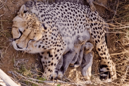 India Has 59 Cheetahs, 40 of Them Born Here. Only 15 of Kuno's 53 Are Free-Ranging.