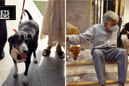 Ratan Tata's Dog Goa Injured in Car Accident Outside Bombay House