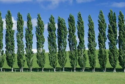 Poplar Tree Farming