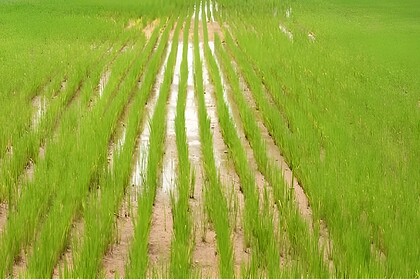 Bakanae Disease In Rice