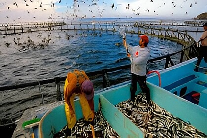 Fish Farming