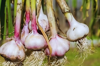 Grow Garlic at Home