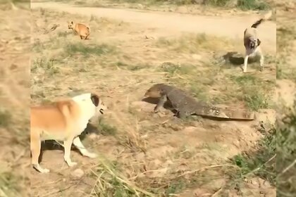 Lizard vs Dogs Viral Video