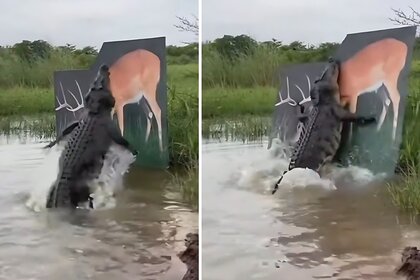 Crocodile Deer Viral Video