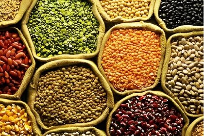 Pulses Oilseeds Procurement Chhattisgarh