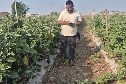 Grafted Brinjal Farming