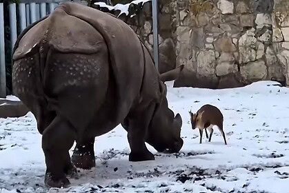 Deer vs Rhino Viral Video