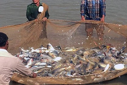 Shrimp Farming in Sukma