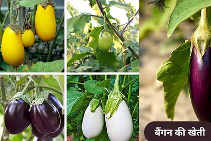 Grafted Brinjal Farming