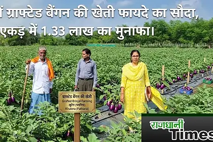 Grafted Brinjal Farming