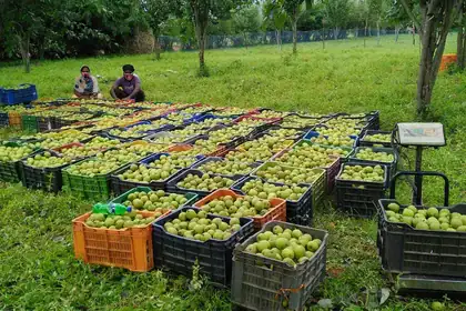 Jashpur Pear Farming