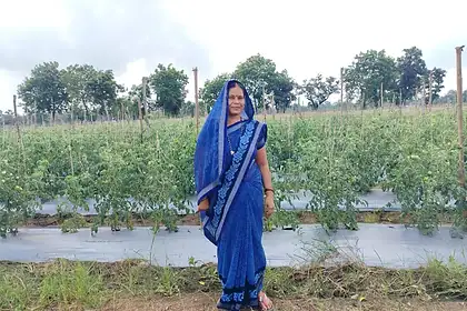 Mahasamund Tomato Farming