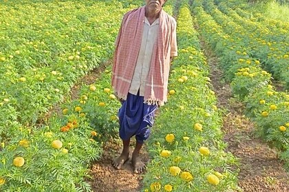 Marigold Farming Raigarh