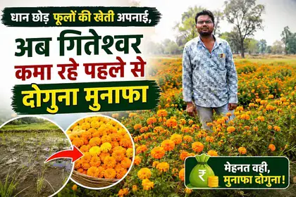 Marigold Farming