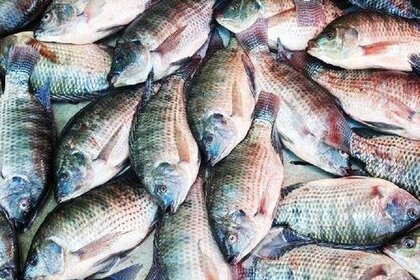 Tilapia Fish Production