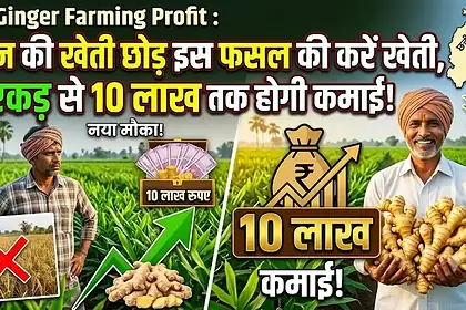 CG Ginger Farming Profit