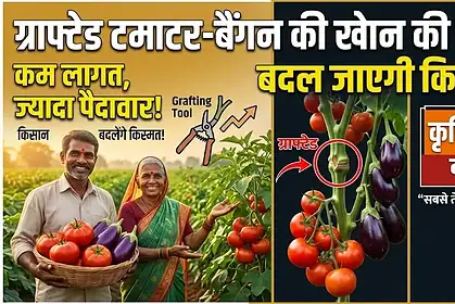 Grafted Vegetable Farming