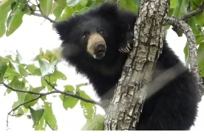 Honey Bear Video
