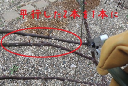 平行している枝を切る