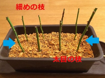 バラの挿し木（冬）細めと太めの枝