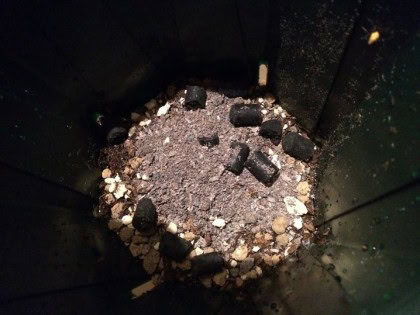 鉢底に肥料