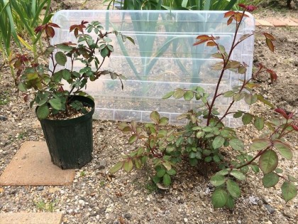 レディエマハミルトン地植えと鉢植え