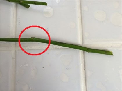 挿し穂を切る