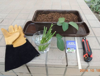 薔薇の挿し木道具