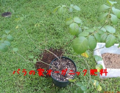バラの家オーガニック肥料のジェネラスガーデナー