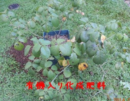 有機入り化成肥料のジェネラスガーデナー
