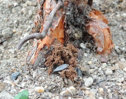ラデュレのテッポウムシの穴1004その2