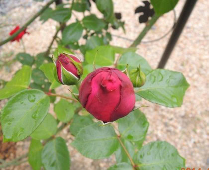 ルージュピエールドゥロンサールの蕾