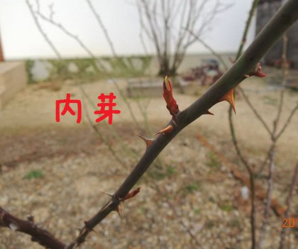 内芽で切る
