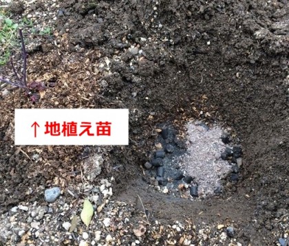 レディエマハミルトンに寒肥2