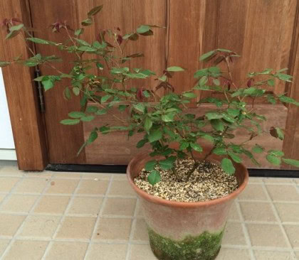 クラウンプリンセス鉢植え