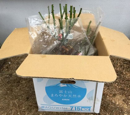 段ボールと袋に入れる