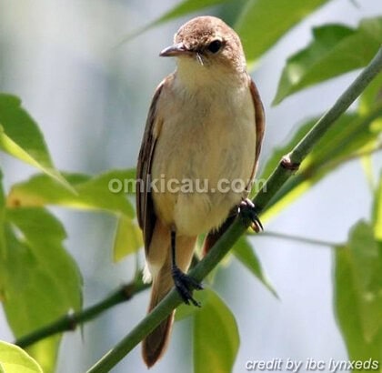 Burung kerakbasi australia