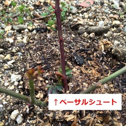 クラウンプリンセスマルガリータ地植えのベーサル
