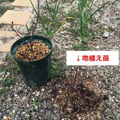 レディエマハミルトン