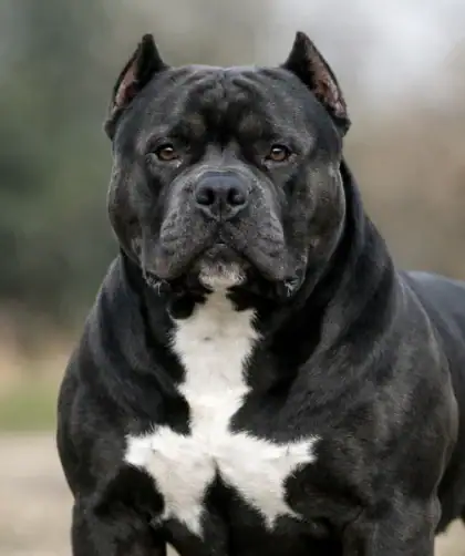 American Bully XXL adulte massif et équilibré, chien puissant et calme, morphologie fonctionnelle et regard expressif.