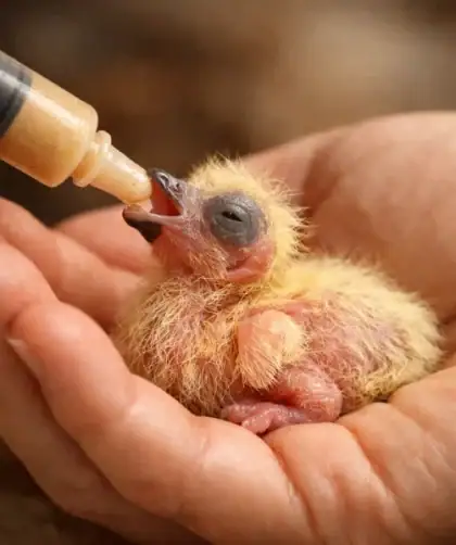 Pigeonneau nouveau-né au duvet jaune dans une main humaine ouverte recevant de la nourriture tiède.