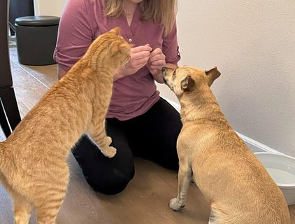 Giving treats during an at-home veterinary visit By offering treats and examining pets where they are comfortable, Dr. Chrissy Nawash makes vet visits easier on senior pets.